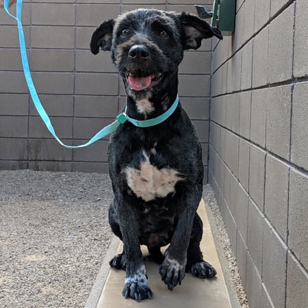 Look at that smile! Aria was so happy to finally be free of that matted fur.