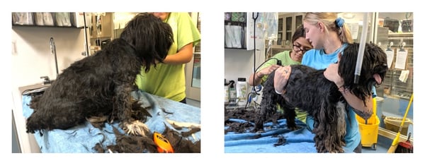 The patient groomers starting the long process of giving Aria a haircut.