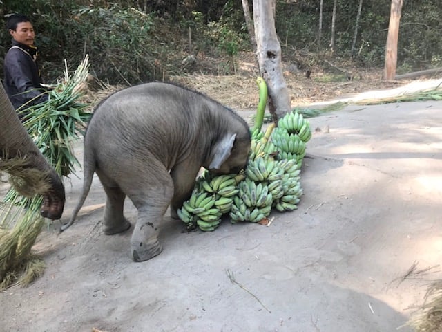 baby-elephants-2