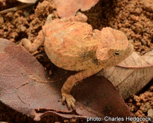 The Ditmars horned lizard