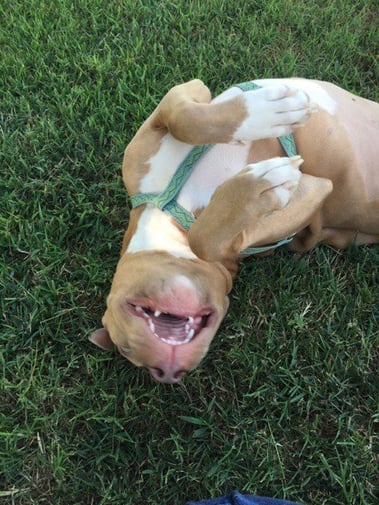 alt="shot rescue dog healed and smiling"