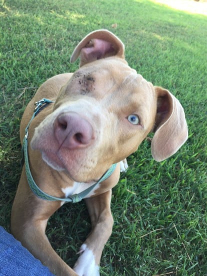 alt="shot rescue dog with new human"