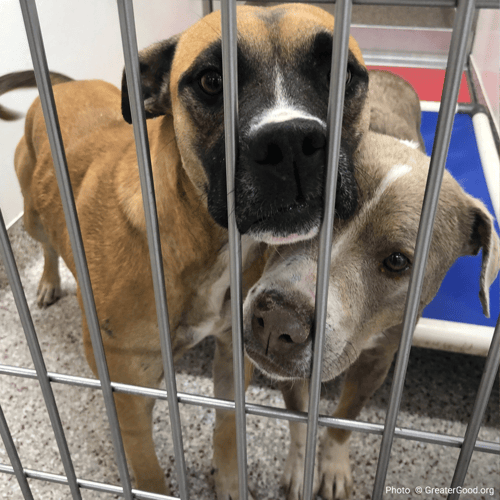 alt="pets in shelter behind bars"