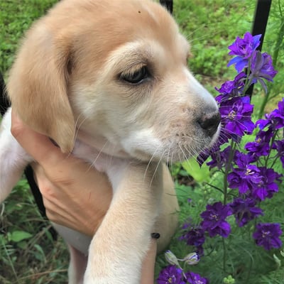 Long Joan Silver sniffing some flowers