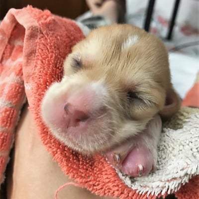 Newborn Pup Long Joan Silver