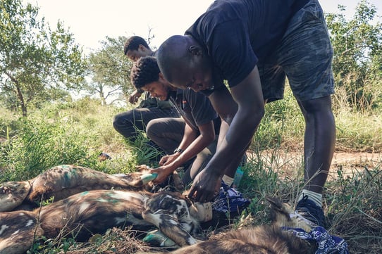 wild dog conservation