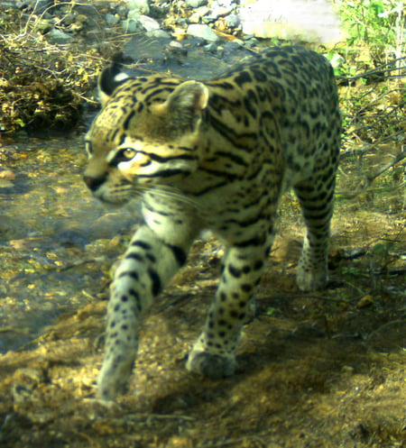 Leopardus pardalis-JMGalazG-Pozo del Indio-Ran Pueblo Viejo-18.8 km E Divisaderos-22Mar20-1a