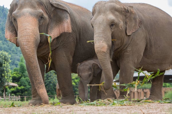 Mae Mai