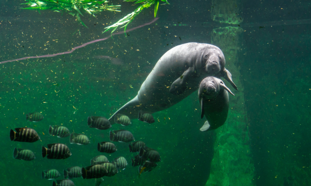 Manatee-LandingPage-012726-2-634x380