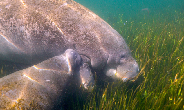 Manatee-LandingPage-012726-3-634x380