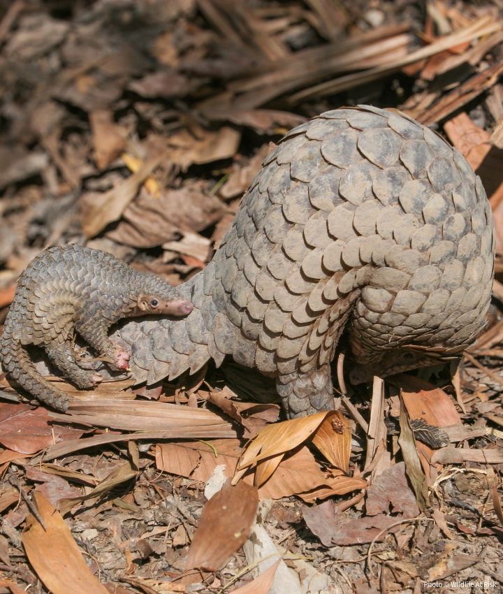 Pangolins-LandingPage-021826-1-720x850