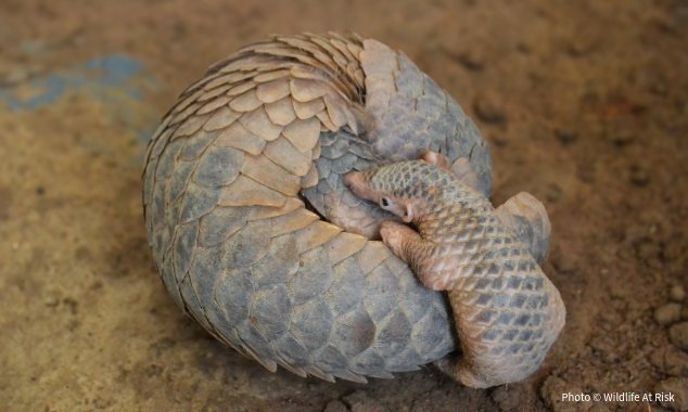 Pangolins-LandingPage-021826-2-634x380