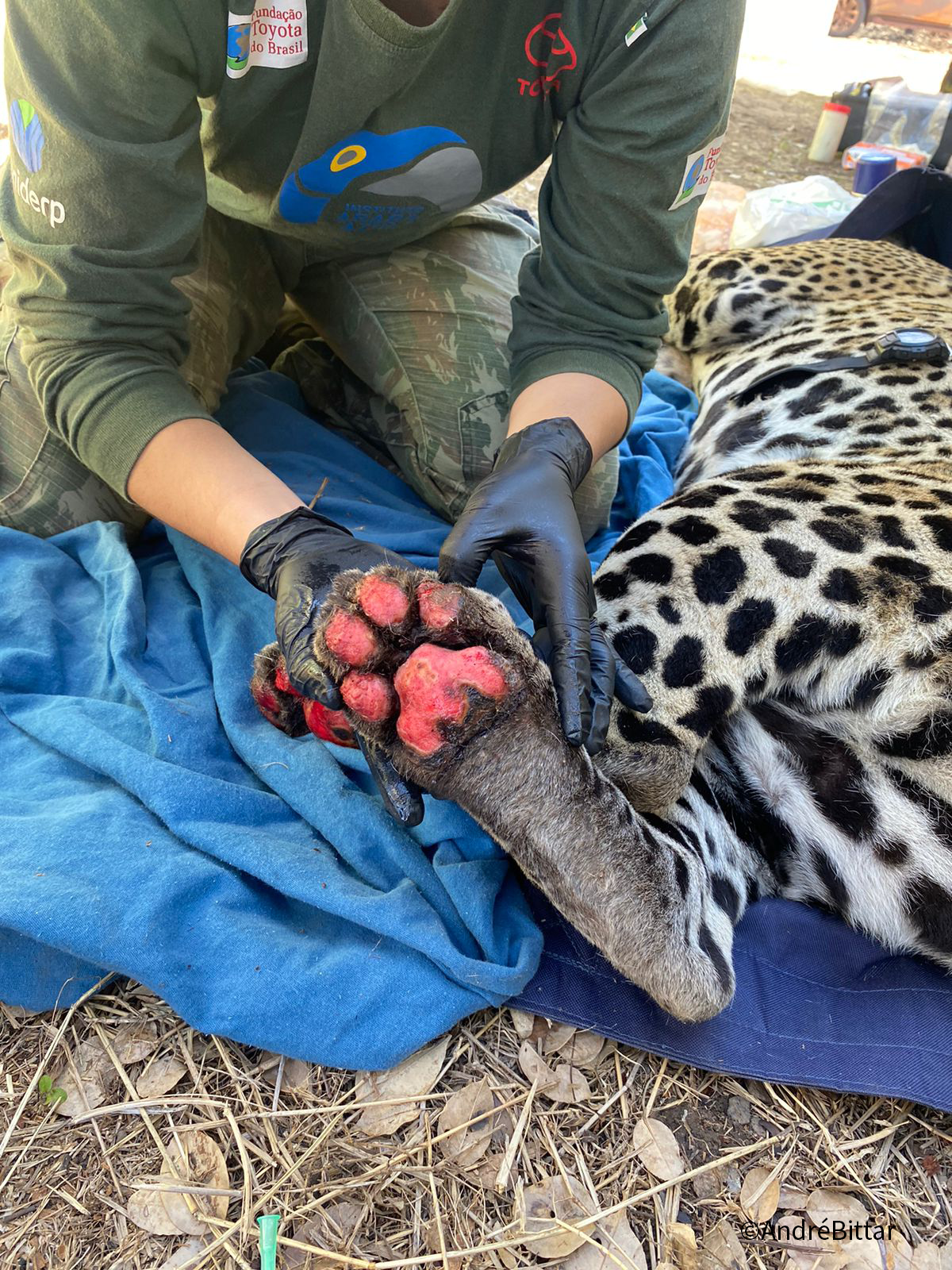 Pata de Onca Pintada 3 - Acervo Oncafari Pata de Onca Pintada 3 - Acervo Oncafari