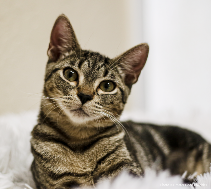 RescueRebuild-LandingPage-020326-2-634x380