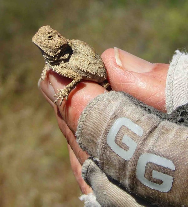 RockHornedLizard-Juvenile