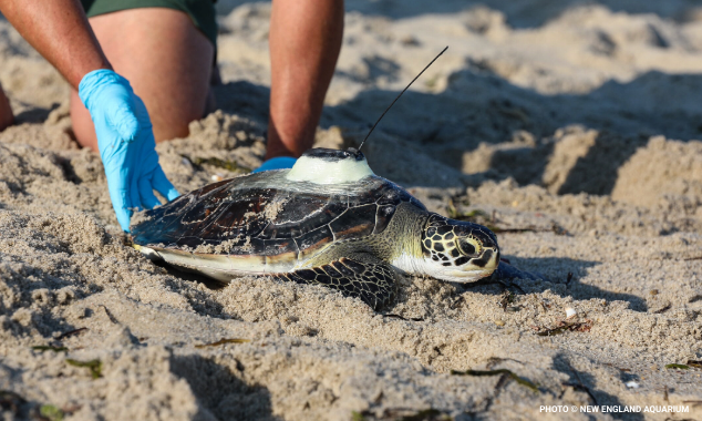 Sea Turtles 634 x 380-1 Sea Turtles 634 x 380-1