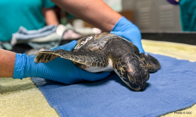 SeaTurtles-LandingPage-022626-3-634x380