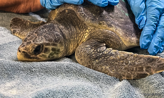 SeaTurtles-LandingPage-022626-4-634x380