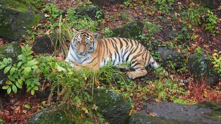 Sergei Bereznuk - Amur tiger_@Dmitry Sherbatkin