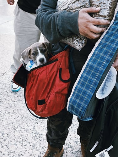 Small Dog in Bag of Person Holding Good Pack and Supplies at 4-12-21 Street Dog Coalition Event_©Nashville Humane Association