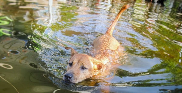 SwimmingDog_HarveyFlooding_08282017 (1)