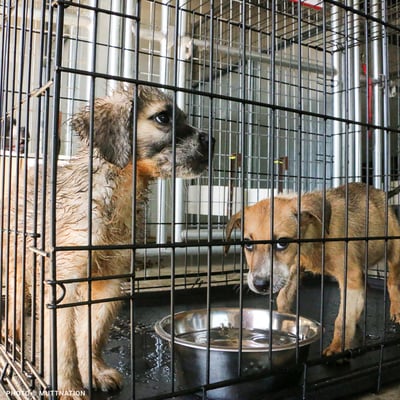 TopImage_Two Sad Puppies in Cage (RR - Muttnation)