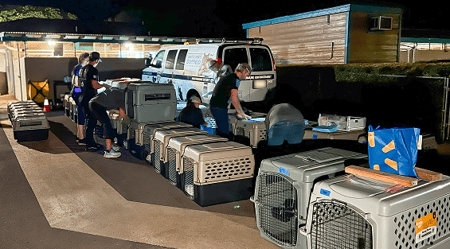 TransportPets_Action
