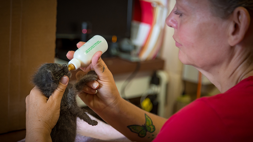 VS-Photograph_20170913_DRD_Hurricanes_AH_001_©AmericanHumane copy