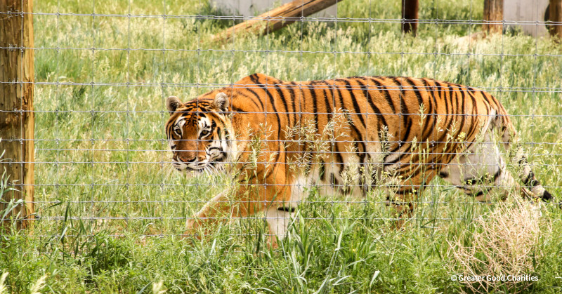 VS-Photograph_20190611_RR_CaptiveTigers_001_©GGC