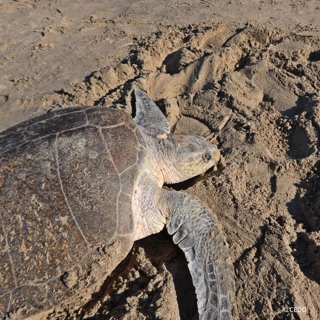 VS-Photograph_20201030_PPL_CEDO_OliveRidleySeaTurtle_002_©CEDO VS-Photograph_20201030_PPL_CEDO_OliveRidleySeaTurtle_002_©CEDO