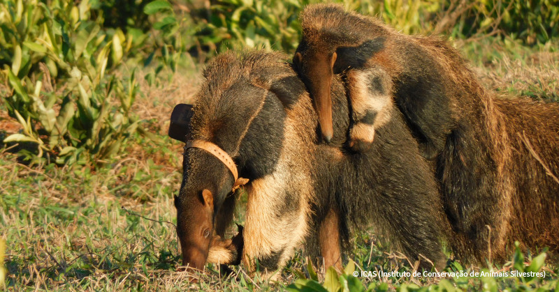 VS-Photograph_20211019_BC_Brazil_ICAS_GiantAnteater_001_©AlessandraBertassoni