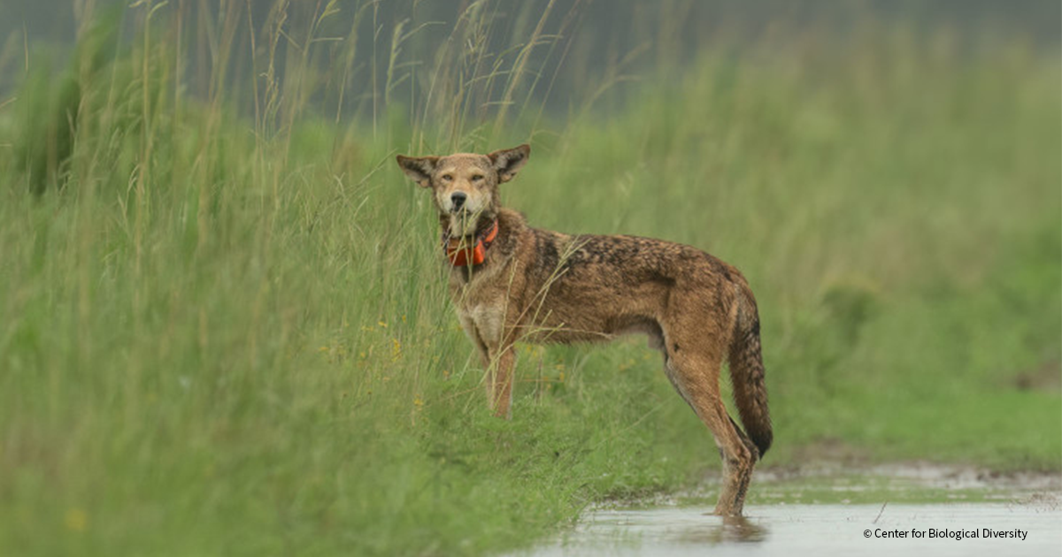 VS-Photograph_20220711_BC_CBD_RedWolf_001_FEATURED_©CenterforBiologicalDiversity