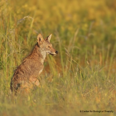 VS-Photograph_20221010_BC_CBD_RedWolf_001_©CenterforBiologicalDiversity-1