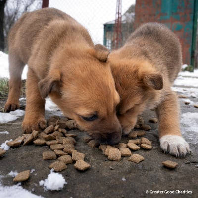 VS-Photograph_20230217_DRI_Ukraine_020_©GGC