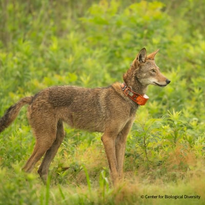 VS-Photograph_20230602_BC_CBD_RedWolf_001_©CenterforBiologicalDiversity-1