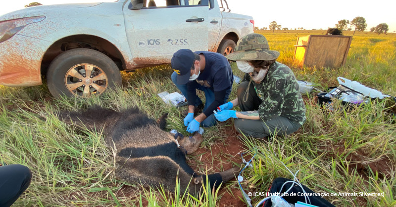 VS-Photograph_20230704_BC_Brazil_ICAS_GiantAnteater_002_©ICAS