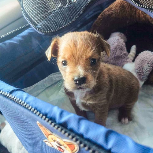 VS-Photograph_20240220_GDS_HPAR_Amanda_001_©HelpingPawsAnimalRescue copy