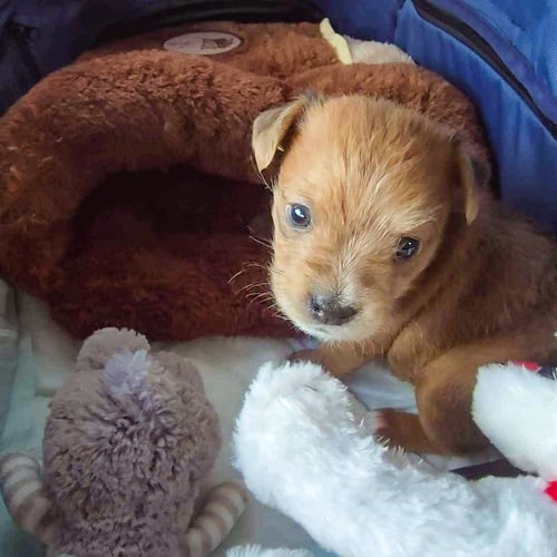 VS-Photograph_20240220_GDS_HPAR_Amanda_003_©HelpingPawsAnimalRescue (1) copy