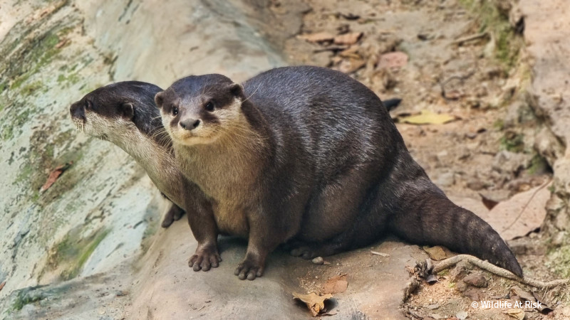 VS-Photograph_20240223_PPL_Vietnam_Otters_002_©WildlifeAtRisk