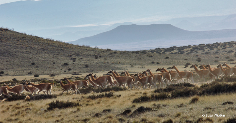 VS-Photograph_20240401_BC_ArgentinaLandPurchase_014_©SusanWalker
