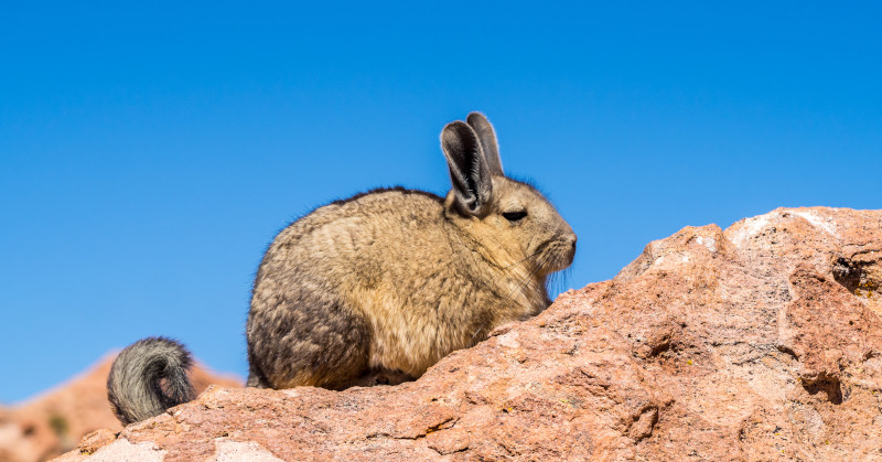 VS-Photograph_20240425_Stock_Adobe_191662818_©Adobe
