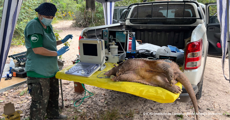 VS-Photograph_20240518_BC_Brazil_ICAS_GiantArmadillo_001_©ICAS
