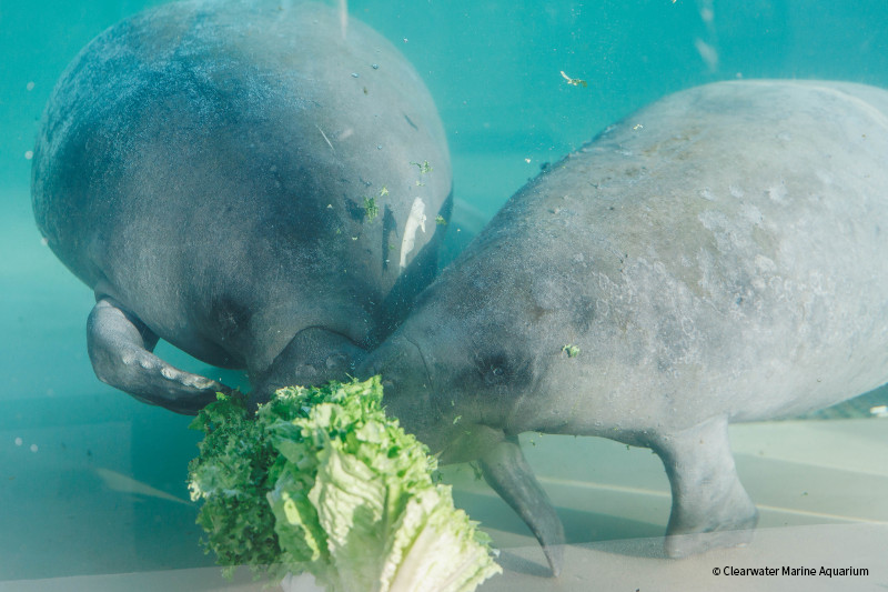 VS-Photograph_20240827_BC-DRD_CMA_Manatees_Zamboni_and_Yeti_001_©ClearwaterMarineAquarium