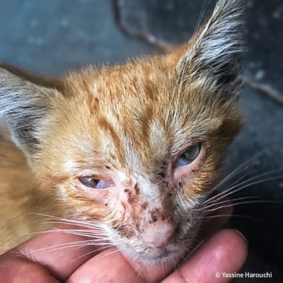 VS-Photograph_20240904_EAM_Morocco_Ginger_001_©YassineHarouchi-1