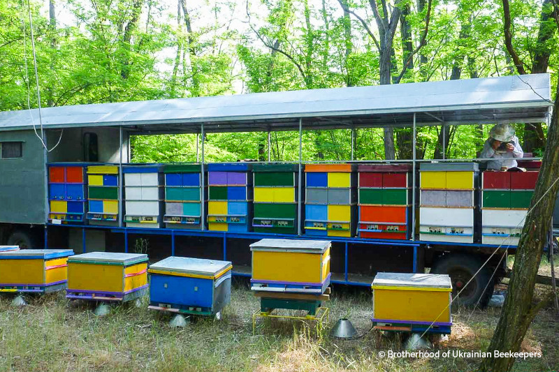 VS-Photograph_20240910_DRI_Ukraine_BUB_Stepanskyi_003_©BrotherhoodofUkrainianBeekeepers