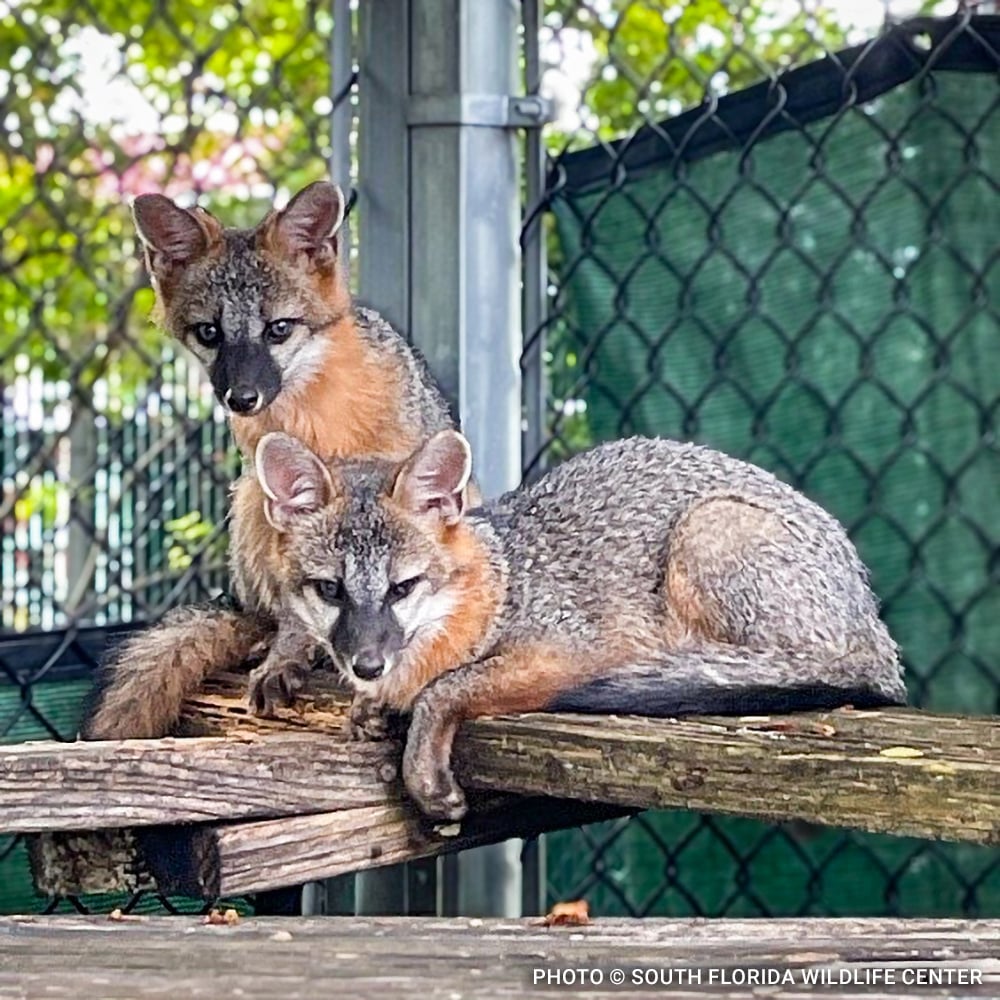 VS-Photograph_20240911_WEAM_SFWC_FoxKits_003_©SouthFloridaWildlifeCenter copy VS-Photograph_20240911_WEAM_SFWC_FoxKits_003_©SouthFloridaWildlifeCenter copy