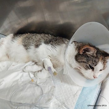 VS-Photograph_20240926_EAM_PA-SPCA_Kimiko_002_©PennsylvaniaSPCA-2