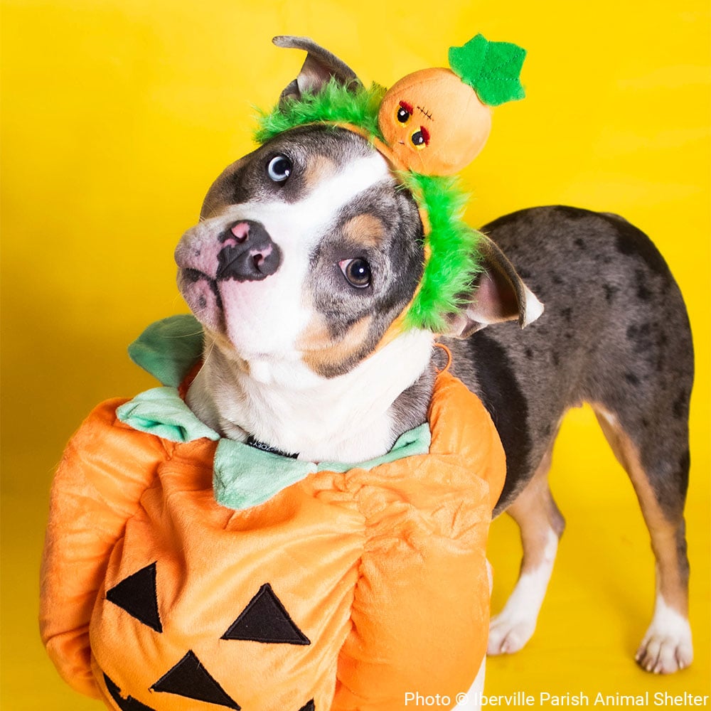 VS-Photograph_20240927_GFL-FTF_HalloweenCostumes_008_©IbervilleParishAnimalShelter VS-Photograph_20240927_GFL-FTF_HalloweenCostumes_008_©IbervilleParishAnimalShelter