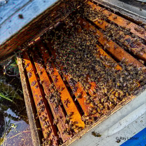 VS-Photograph_20241002_DRD_HurricaneHelene_BeeHives026_©RayLatner