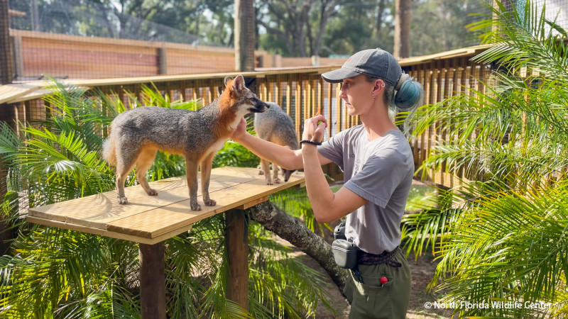 VS-Photograph_20241003_BC_NFWC_Cypress_001_©NorthFloridaWildlifeCenter